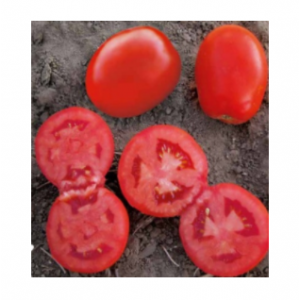 1509 F1 - томат детерминантный, Lark Seeds (Ларк Сидс), США фото, цена